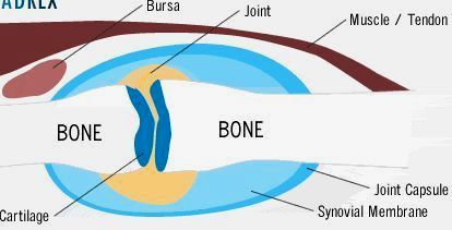 MSM softens cartilage and joint tissues.